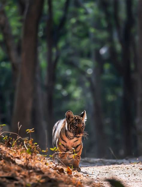 Ecotriip - Pench National Park