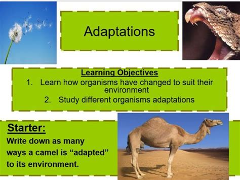 Adaptations KS3 的图像结果