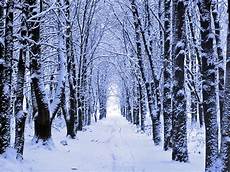 Winter Woods Wallpaper by Winter Woods Snow Wallpaper Is The Ascendancy Of Winter Woods Wallpaper