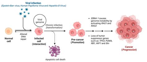 The Fight against the Carcinogenic Epstein-Barr Virus: Gut Microbiota ...