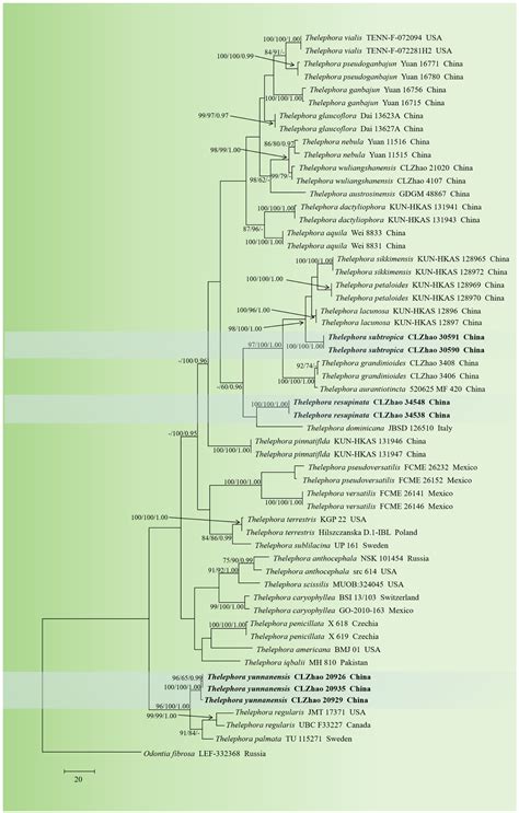 The Diversity and Taxonomy of Thelephoraceae (Basidiomycota) with ...