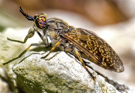 10 सबसे खतरनाक व जानलेवा कीड़े-मकोड़े जिनसे हमेशा दूरी बना कर रखें | 10 ...