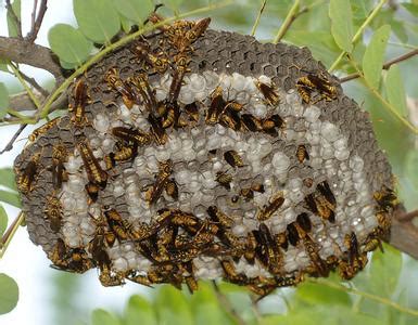蜂房的功效与作用 - 蜂房的功能与主治 - 中药易