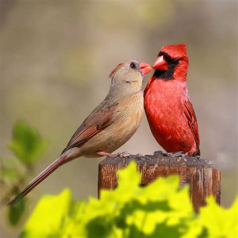 Most Common Backyard Birds in South Carolina (Birds Facts)