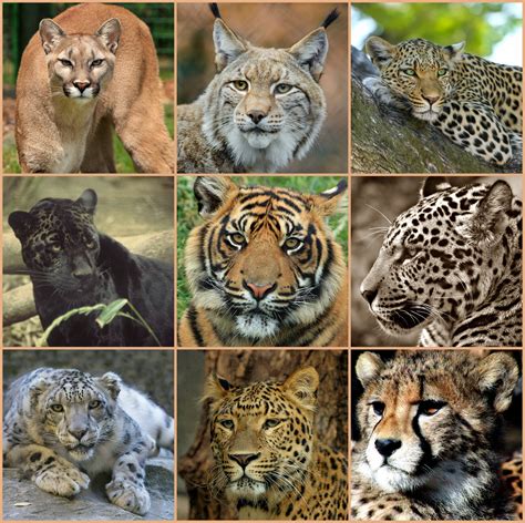 Free Images : nature, wilderness, looking, wildlife, fauna, leopard, cheetah, tiger, animals ...