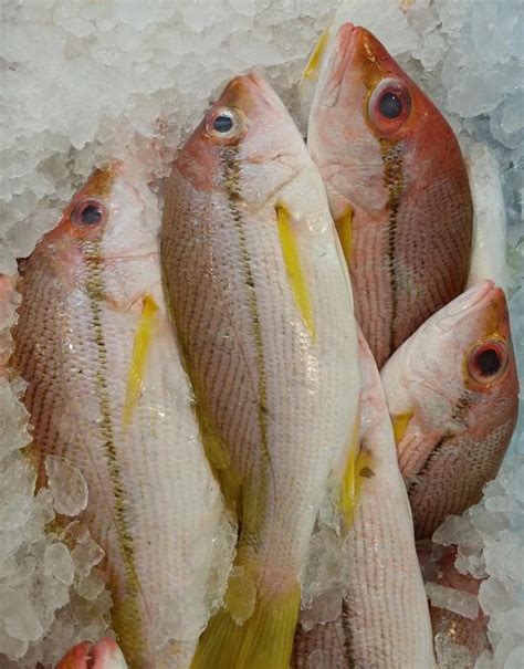 Image result for Tropical Snapper