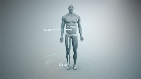 “Inferior” and 5 other confusing medical terms - Scientific Animations