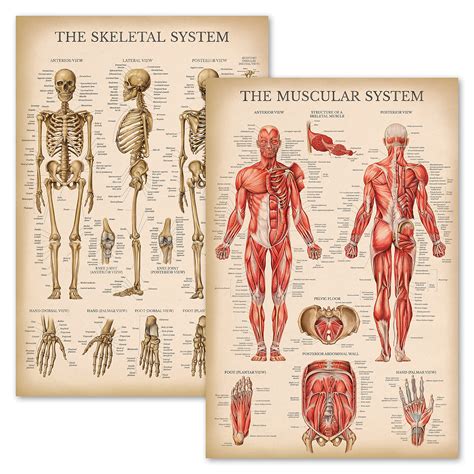 Buy Vintage Muscular & Skeletal System Anatomical Chart Set - Human ...