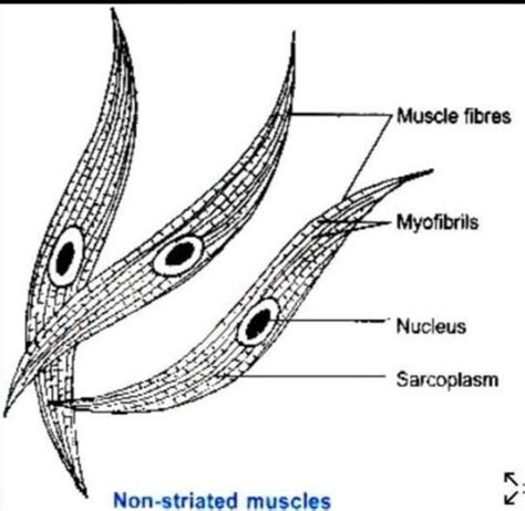 what is unstriated meaning explain and also draw the diagram of it ...
