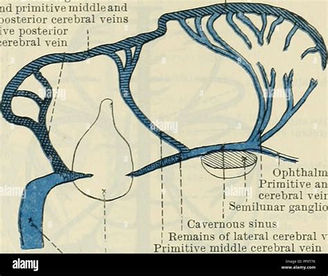 . Cunningham's Text-book of anatomy. Anatomy. Anastomosing channel ...