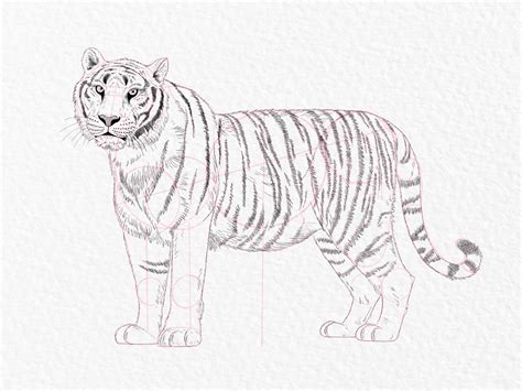 Image result for Tiger Drawing Easy