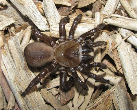 Ctenizidae - Définition et Explications