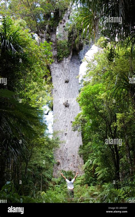 Image result for Biggest Kauri Tree