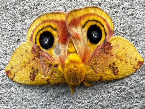 11 Common Moths You'll Find in Florida - A-Z Animals
