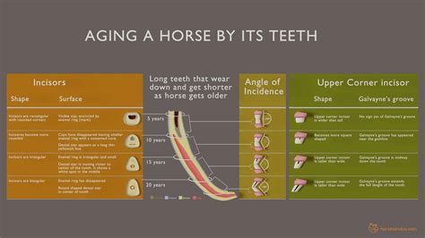 How to tell a horse's age by its teeth: Ultimate Guide