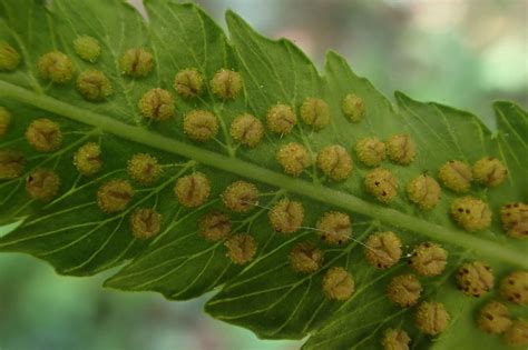 Thelypteris truncata (Poir.) K.Iwats. | Plants of the World Online ...