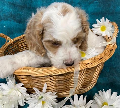 Image result for Cockapoo Puppy
