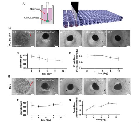Image result for Aqueous Two-phase System Applications