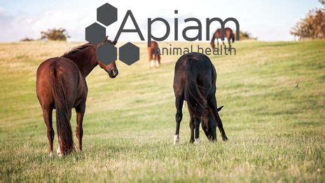 Apiam Animal Health Limited Q1 FY24 Performance Update - MarketScreener
