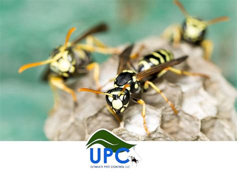 Image result for UPC Envelope Insulation