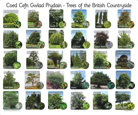 Types Of Trees In Big Bear at Tracy Macias blog