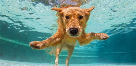 Image result for Dogs Swim Compilation