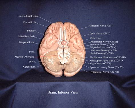 Rezultat imagine pentru Labeled Brain Model