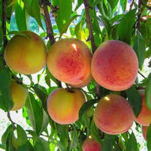 ACCELCROP Peach Aadu Fruit Seed Price in India - Buy ACCELCROP Peach ...