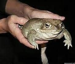 Image result for Toad Rage Meme