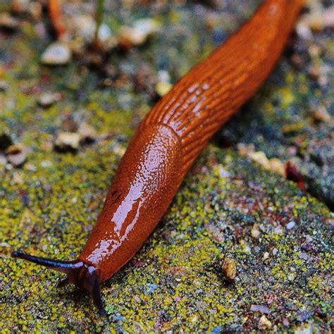 Slugs In The Garden