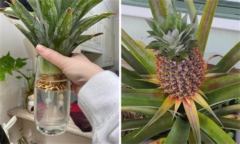 Pineapple Growing