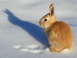 Image result for Super Cute Baby Snow Bunny