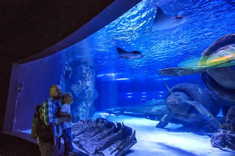 Georgia Aquarium in Atlanta - One of the World’s Largest Aquariums – Go ...
