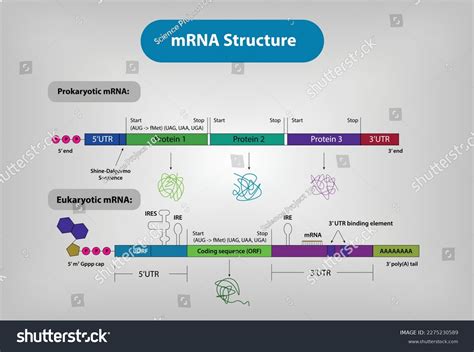 Structure Of Mrna