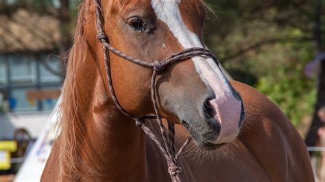 Image result for Licol Cheval