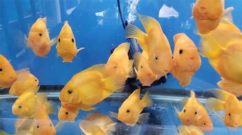 Predatory Fins Fish Store 的图像结果