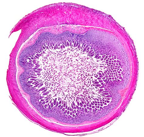 Image result for Jejunum Microscope