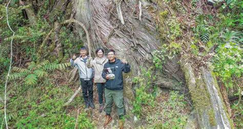 Tallest Native Tree 的图像结果