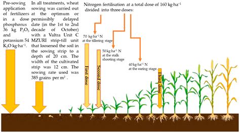 Growth Parameters, Yield and Grain Quality of Different Winter Wheat ...