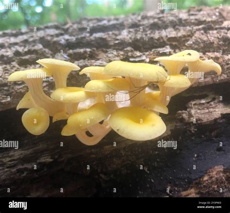 Golden Oyster Mushroom (Pleurotus citrinopileatus) Fungi Stock Photo ...