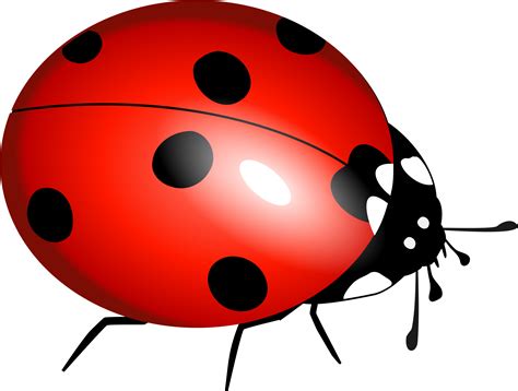 Image result for Ladybug No Background