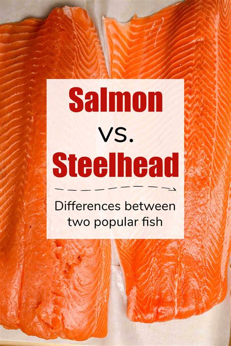 Steelhead vs salmon – Artofit