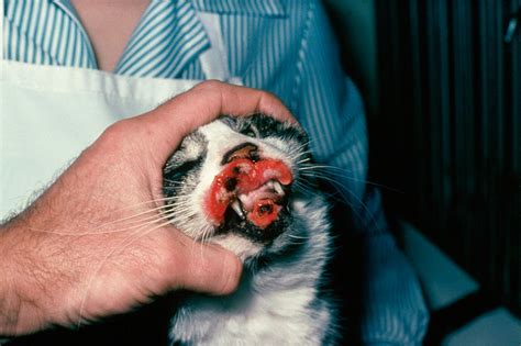 Rodent Ulcer Cat