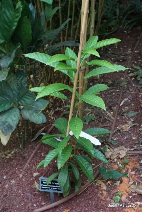 Pouteria campechiana - פוטריה מעורקת, Canistel, Yellow Sapote, Egg ...