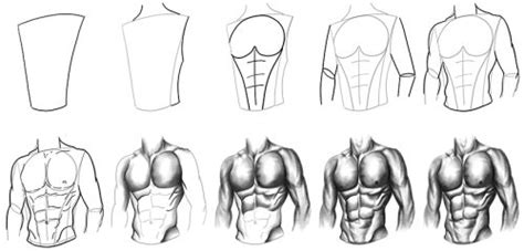 Image result for Draw Abs for Beginners