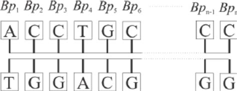 Image result for Complementary Base Pairs