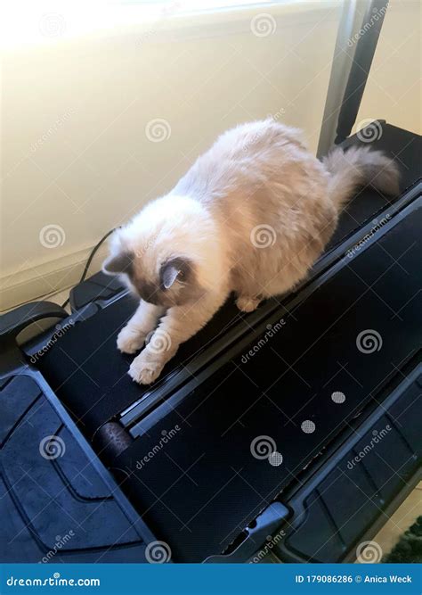Cat on treadmill stock photo. Image of treadmill, cute - 179086286
