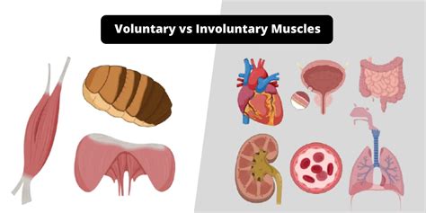 Anabolism vs Catabolism - Differences Between Anabolism and Catabolism - Biology Notes Online