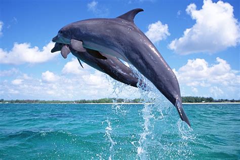 纪录片《海豚湾》揭露了日本捕杀海豚的丑恶行径，海豚肉对人体有益吗？_百度知道