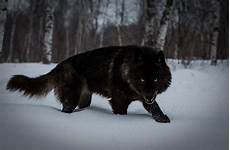 Ultra Hd Wolf Wallpaper 4k by 4k Wolf Wallpapers 2019 Allhdwallpapers Ultra Hd Wolf Wallpaper 4k
